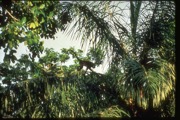 howlerintree