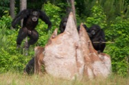 CH-Termite_mound