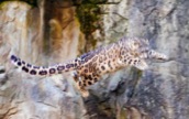 Snow-Leopard-Flying